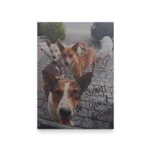 To All the Strays I've loved before