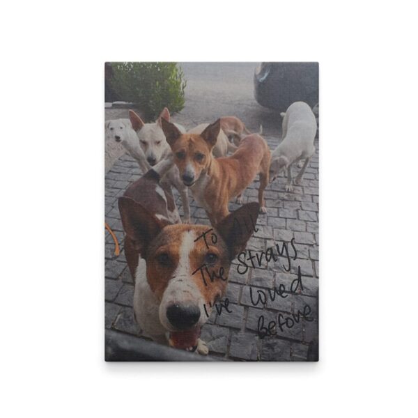To All the Strays I've loved before